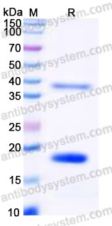 YHG35801, SDS-PAGE
