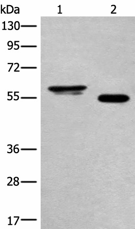 Валидация Elabscience E-AB-18670
