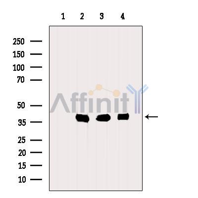 Валидация Affinity DF6907 - 18503