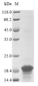 SDS-PAGE