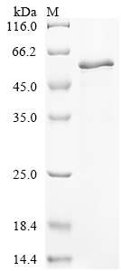 SDS-PAGE