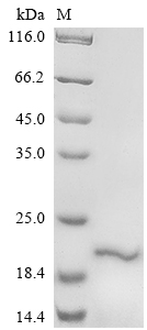 SDS-PAGE