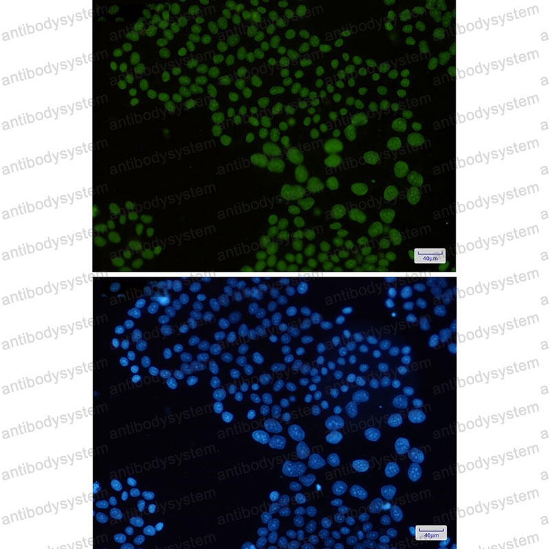 Валидация IF - AntibodySystem RHB17201