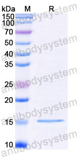 Валидация SDS-PAGE - AntibodySystem RXX00908