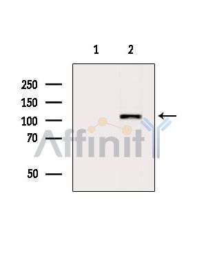 Валидация Affinity DF2598 - 13286