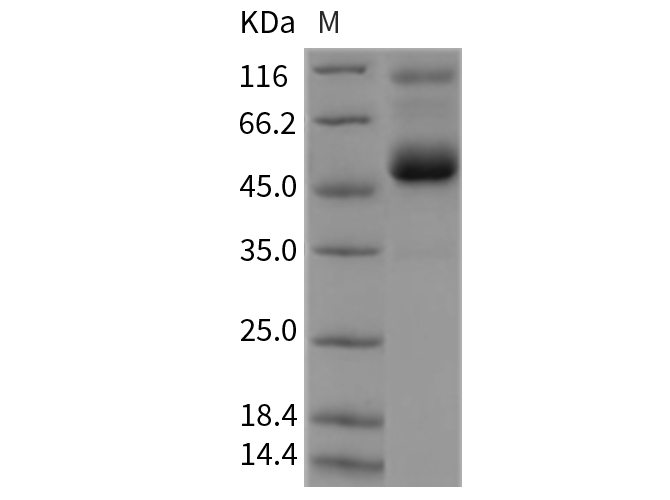 Валидация Elabscience PKSR030288(5634)