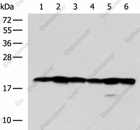 Вестерн-блоттинг, BLOC1S6, клетки 293T, Jurkat, HeLa и 231