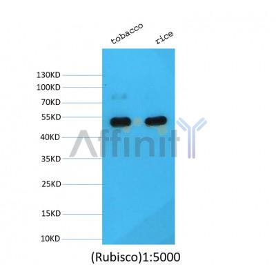 Валидация Affinity BF0726 - 5399
