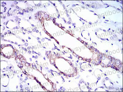 Валидация AntibodySystem RHF94601