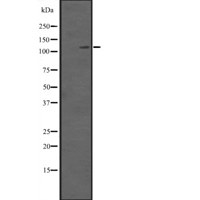 Валидация Affinity DF2566 - 13236