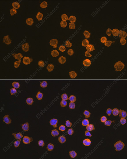 Иммунофлуоресценция, NLRP3, клетки THP-1
