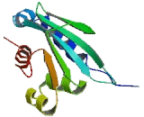 Sterol Carrier Protein 2 (SCP2)