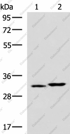 Вестерн-блоттинг, CBR3, клетки 293T