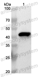 Валидация AntibodySystem PHB28601