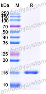 Валидация SDS-PAGE - AntibodySystem RHG62202