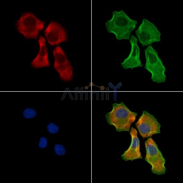 Валидация Affinity DF8393 - 20265