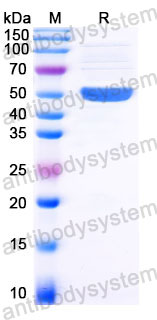 EHC32901, SDS-PAGE