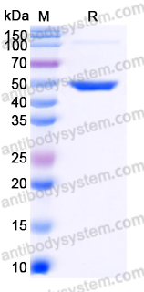 EHN58201, SDS-PAGE