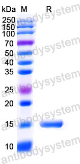Валидация SDS-PAGE - AntibodySystem RHJ39604