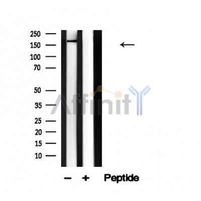 Валидация Affinity AF4638 - 2250