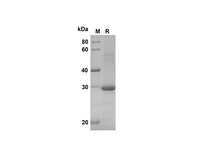 Валидация Elabscience PDEH100600(112)
