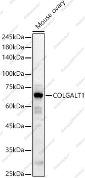 Вестерн-блоттинг, COLGALT1, ткань яичника мыши