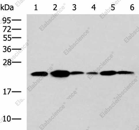 Вестерн-блоттинг, TMED10, клетки NIH/3T3, ткани поджелудочной железы мыши, легкого крысы, печени мыши, клетки HeLa и Raji