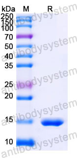 Валидация SDS-PAGE - AntibodySystem RHJ39603