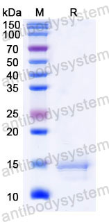 Валидация SDS-PAGE - AntibodySystem RHC97801