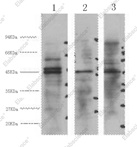 Вестерн-блоттинг, ENO2, клетки HeLa, Jurkat, 293T