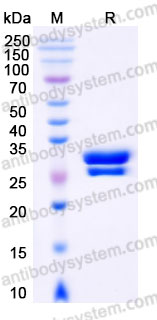 AHE70401, SDS-PAGE