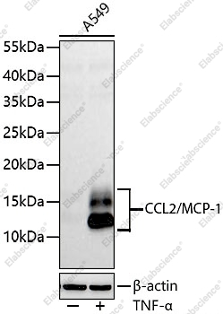 Иммуногистохимия, CCL2/MCP-1, ткань селезенки мыши