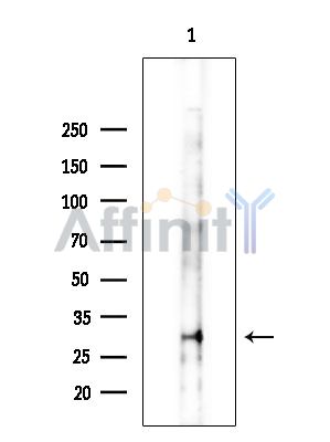 Валидация Affinity AF3930 - 2070