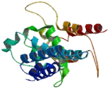 Nucleoporin 133kDa (NUP133)