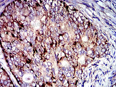 Валидация AntibodySystem RHC97404