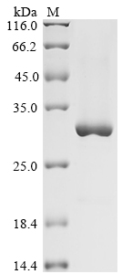 SDS-PAGE