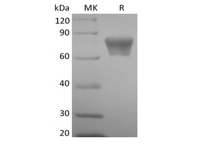 Валидация Elabscience PKSM041440(5315)