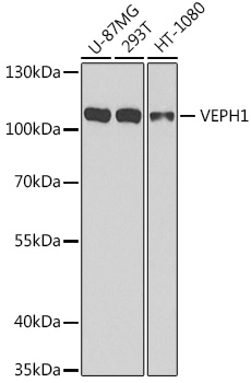 Валидация Elabscience E-AB-63175