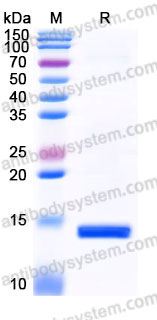 YHC04102, SDS-PAGE