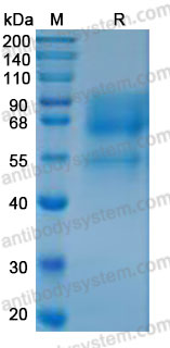 Валидация AntibodySystem AHN06201