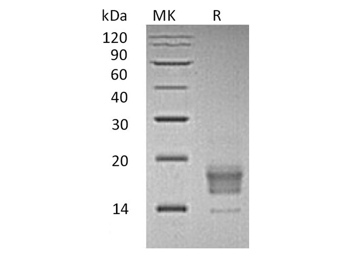 Валидация Elabscience PKSH033394(3723)