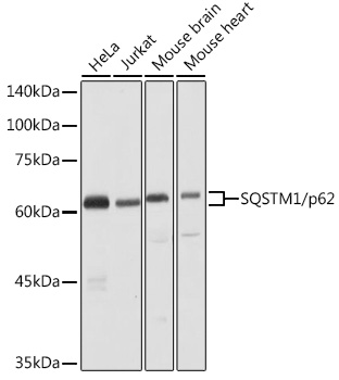 Валидация AssayVector ARM2460(4375)
