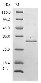 SDS-PAGE