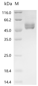 SDS-PAGE