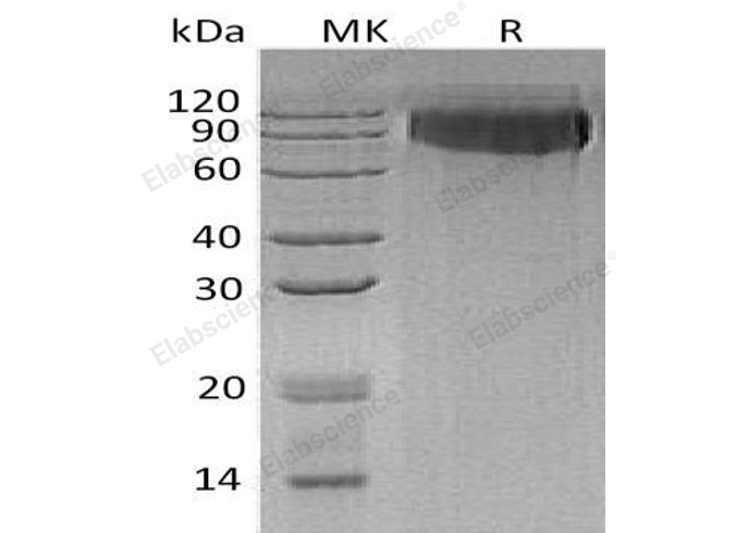 Валидация Elabscience PKSH031159(1931)