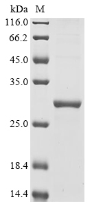 SDS-PAGE