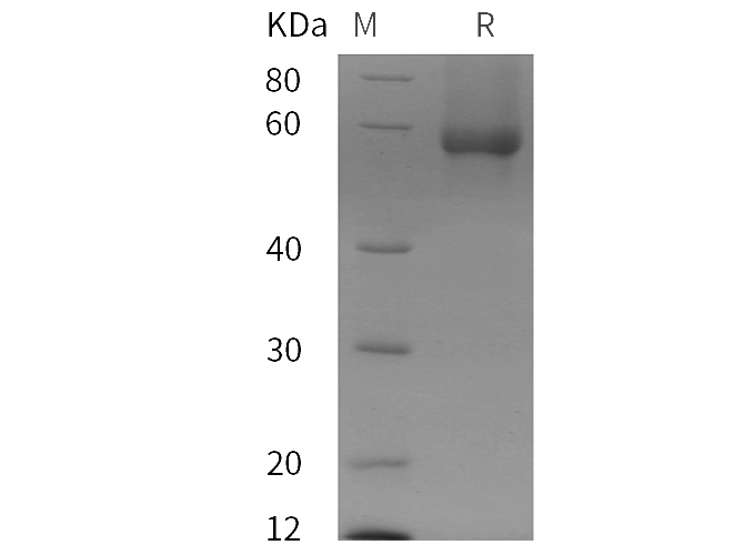 Валидация Elabscience PDMH100381(985)