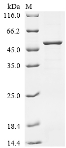 SDS-PAGE