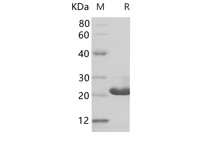 Валидация Elabscience PDEH100697(172)