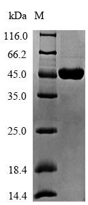SDS-PAGE